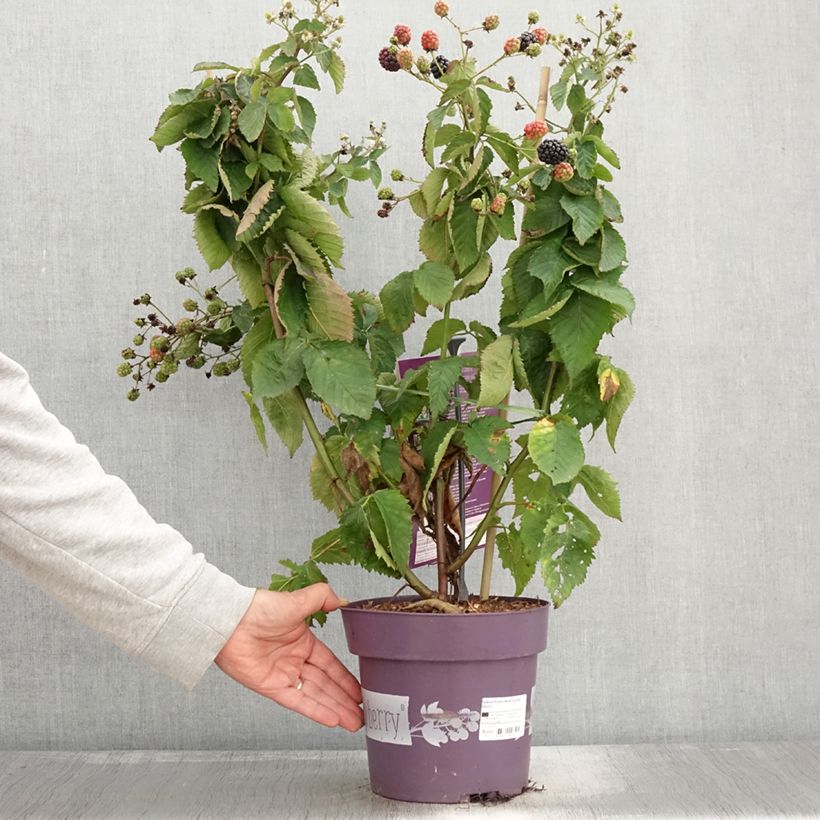 Esemplare di Rubus fruticosus Lucky Berry - Rovo nano Vaso da 4L/5L, Multifusto come consegnato in autunno