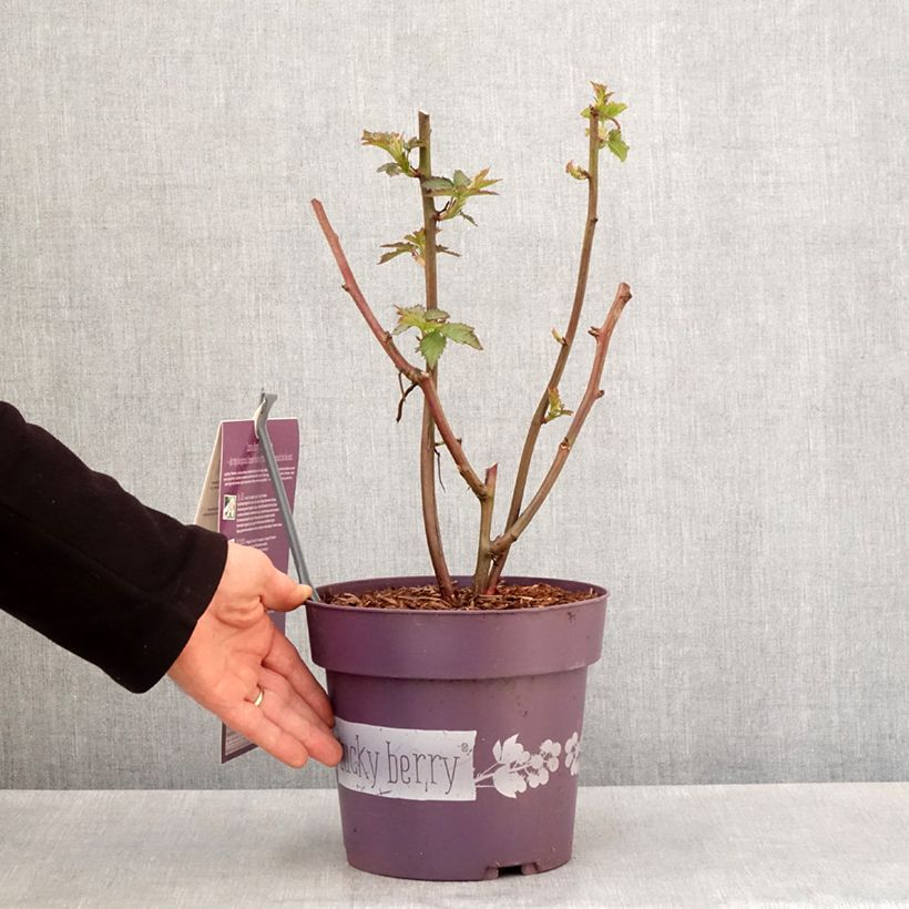 Rubus fruticosus Lucky Berry - Rovo nano Vaso da 4L/5L, Multifusto esemplare consegnato in primavera