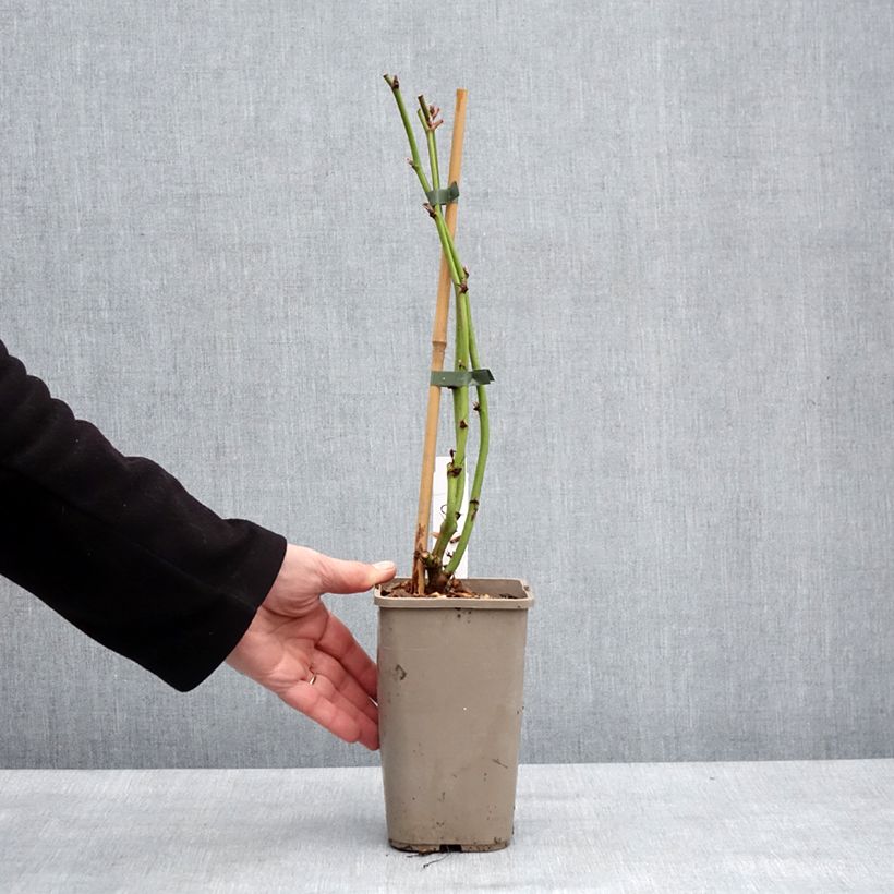 Mora Navaho The Big Easy Vaso da 1,5L/2L, Multifusto esemplare consegnato in inverno