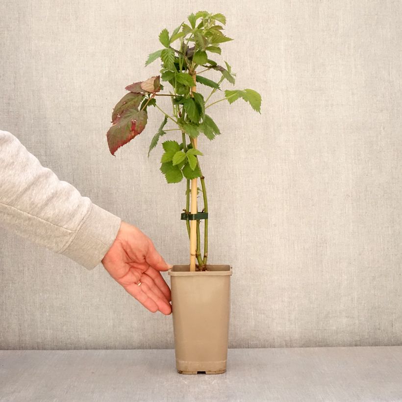 Mora Navaho The Big Easy Vaso da 1,5L/2L, Multifusto esemplare consegnato in primavera