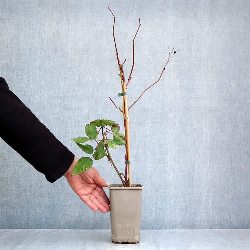 Esemplare di Mora Navaho The Big Easy Vaso da 1,5L/2L, Multifusto come consegnato in autunno