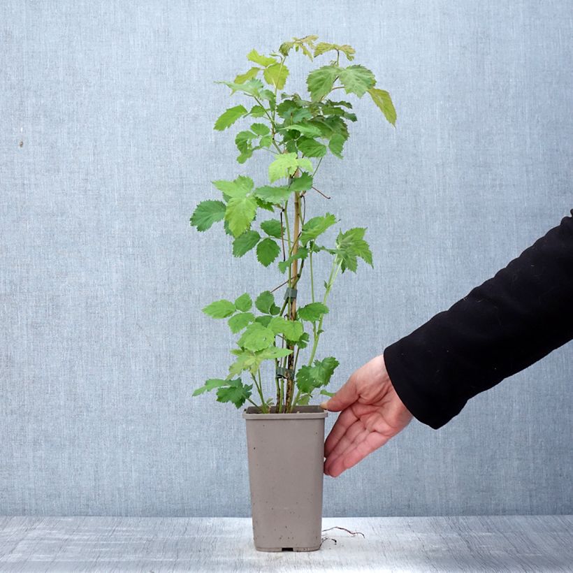 Mora Columbia Star Vaso da 1,5L/2L esemplare consegnato in primavera