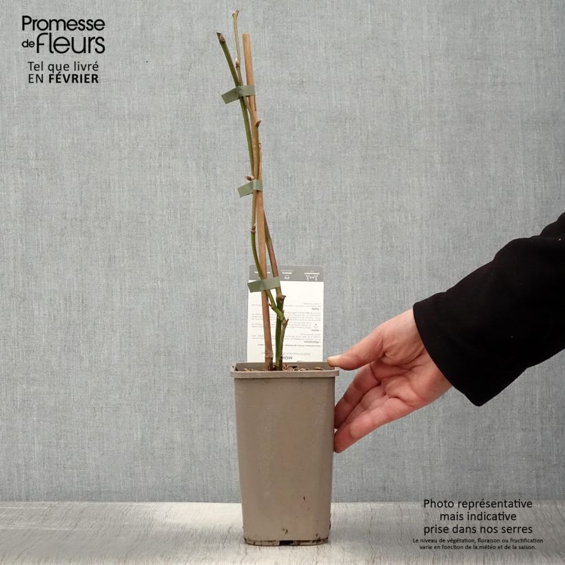 Mora Dirksen Vaso da 1,5L/2L esemplare consegnato in inverno