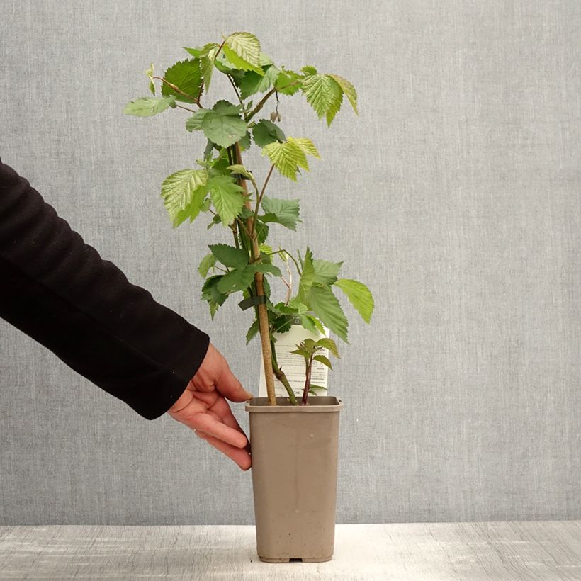 Mora Dirksen Vaso da 1,5L/2L esemplare consegnato in primavera