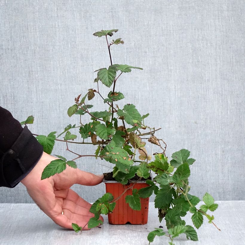 Esemplare di Mora Dirksen Vasetto da 8/9 cm come consegnato in autunno