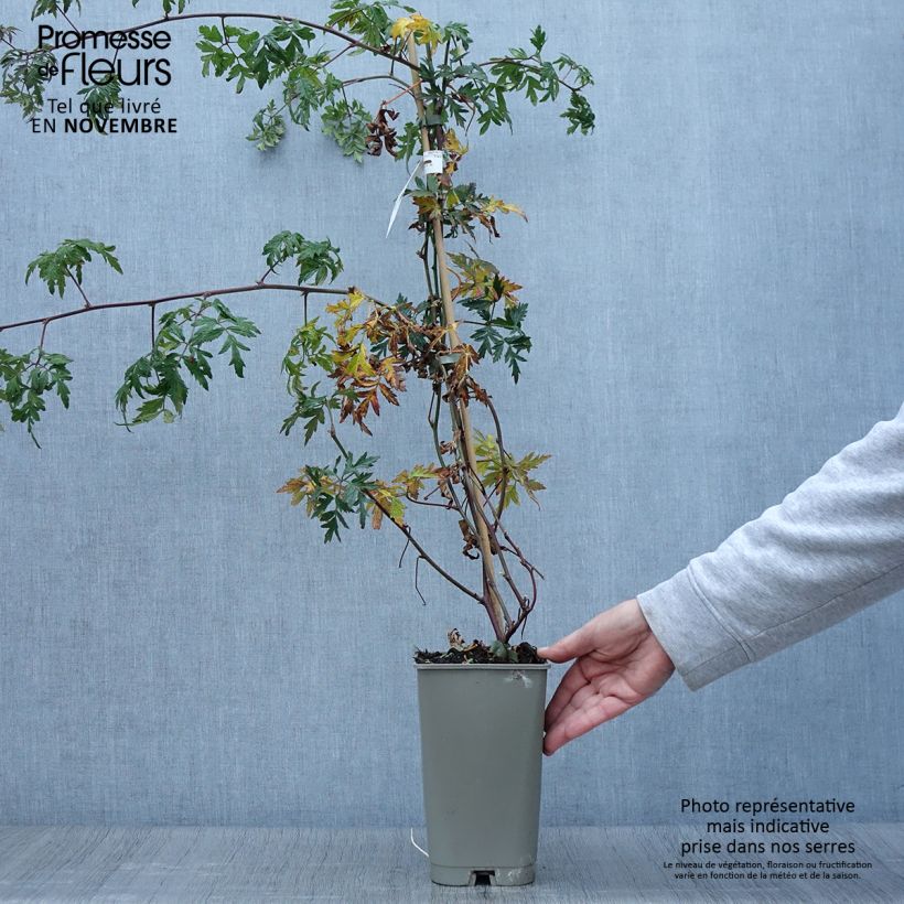 Esemplare di Mora Géante des jardins Vaso da 2L/3L come consegnato in autunno
