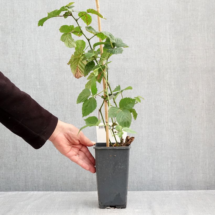 Esemplare di Mora Jumbo Vaso da 1,5L/2L come consegnato in autunno