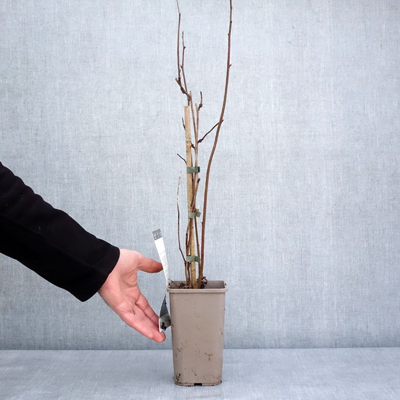 Mora Navaho Big and Early Vaso da 1,5L/2L, Multifusto esemplare consegnato in inverno