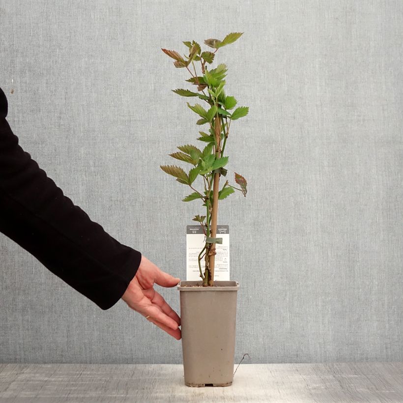 Mora Navaho Big and Early Vaso da 1,5L/2L, Multifusto esemplare consegnato in primavera