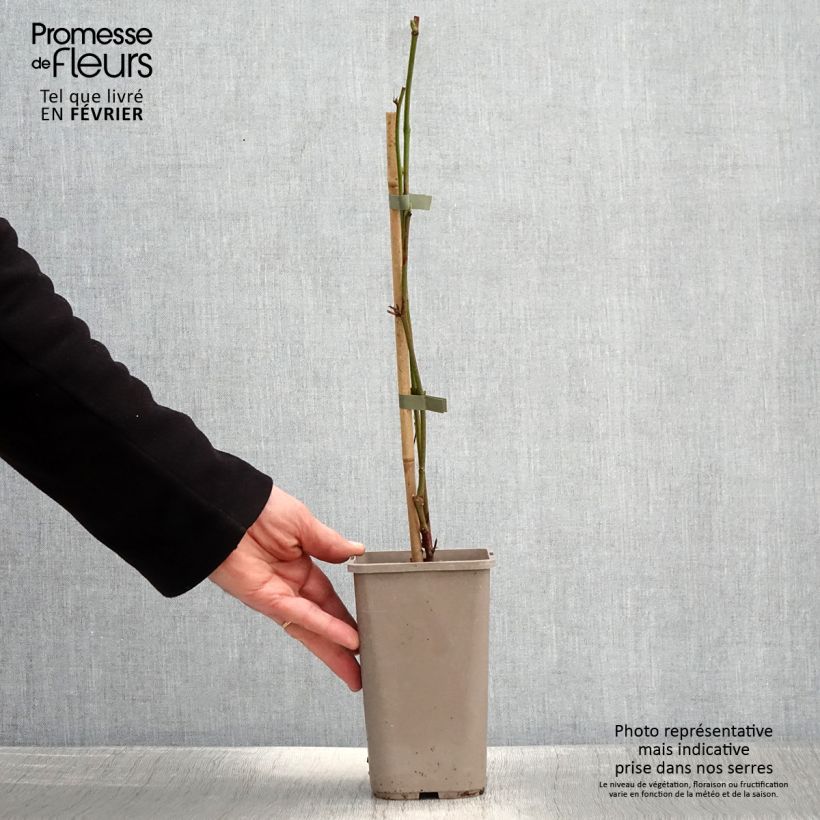 Mora Navaho Summerlong Vaso da 1,5L/2L, Multifusto esemplare consegnato in inverno