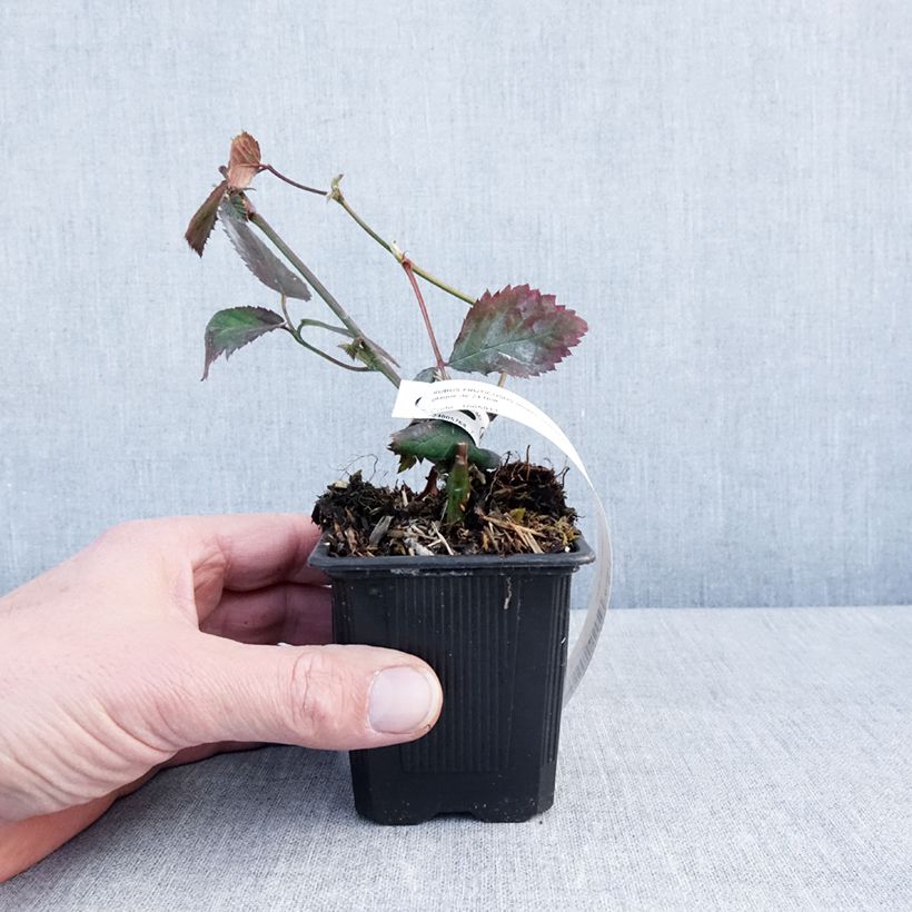 Mora Oregon Thornless Vasetto da 8/9 cm esemplare consegnato in inverno