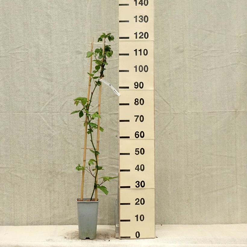 Mora Oregon Thornless Vaso da 2L/3L esemplare consegnato in primavera