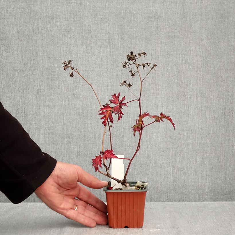 Esemplare di Mora Thornless Vasetto da 8/9 cm come consegnato in autunno