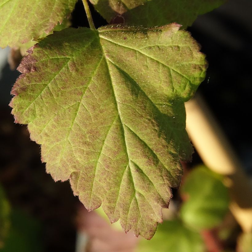 Mora ibrida tayberry Bounty Berry 'Yantay' (Fogliame)