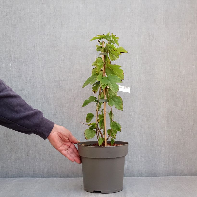 Esemplare di Morus Everbearing - Gelso Vaso da 4L/5L come consegnato in autunno