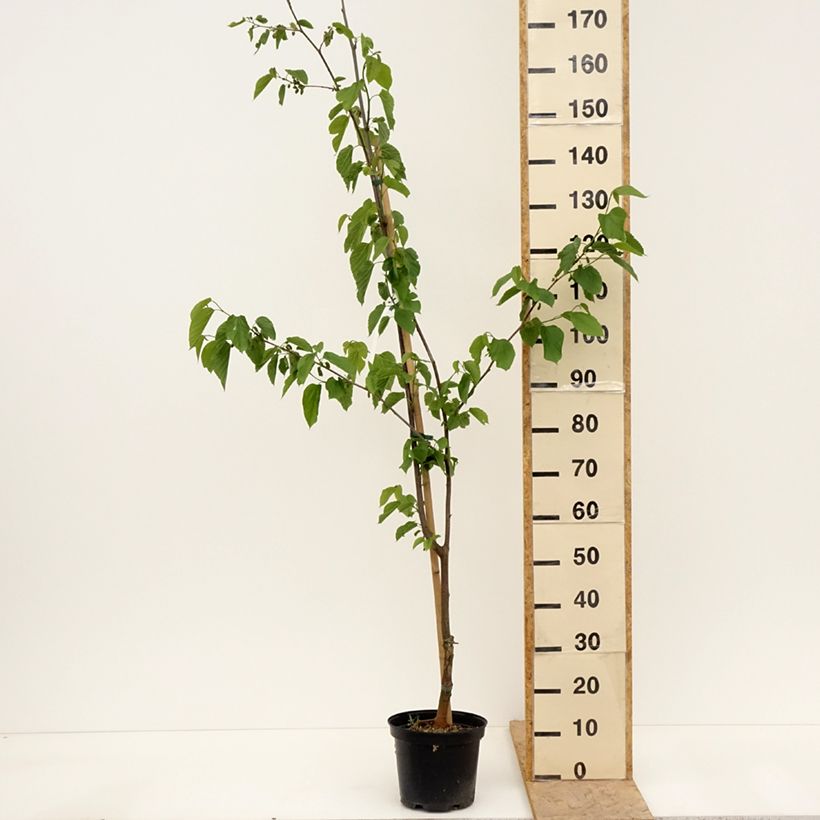 Morus Wellington - Gelso Vaso da 3L/4L, Vaso impalcato medio esemplare consegnato in primavera