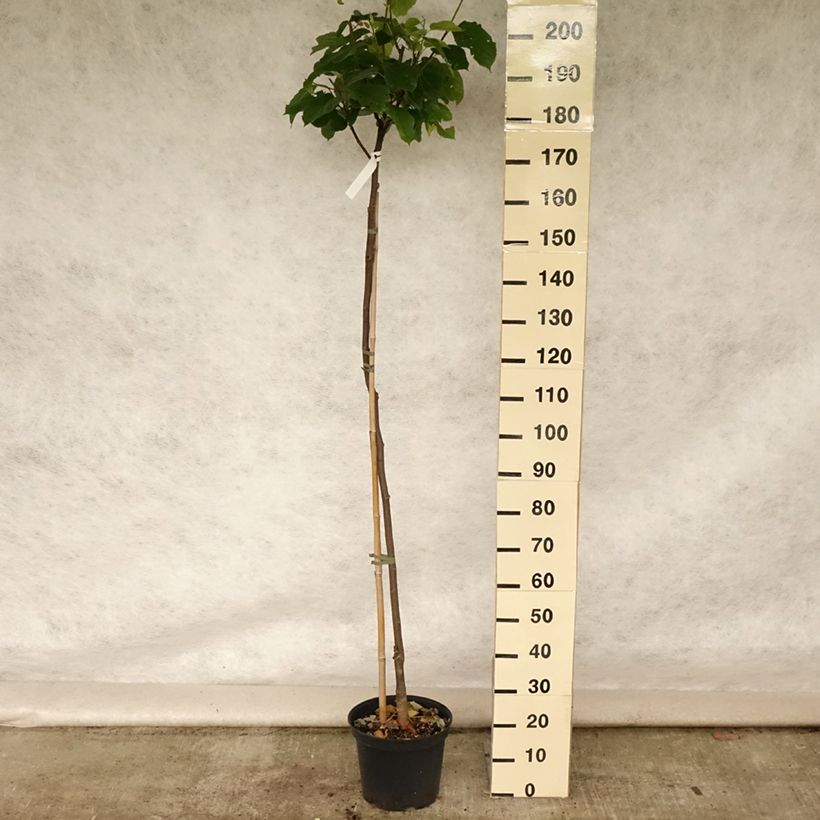 Esemplare di Morus Wellington - Gelso Vaso da 3L/4L consegnato in estate