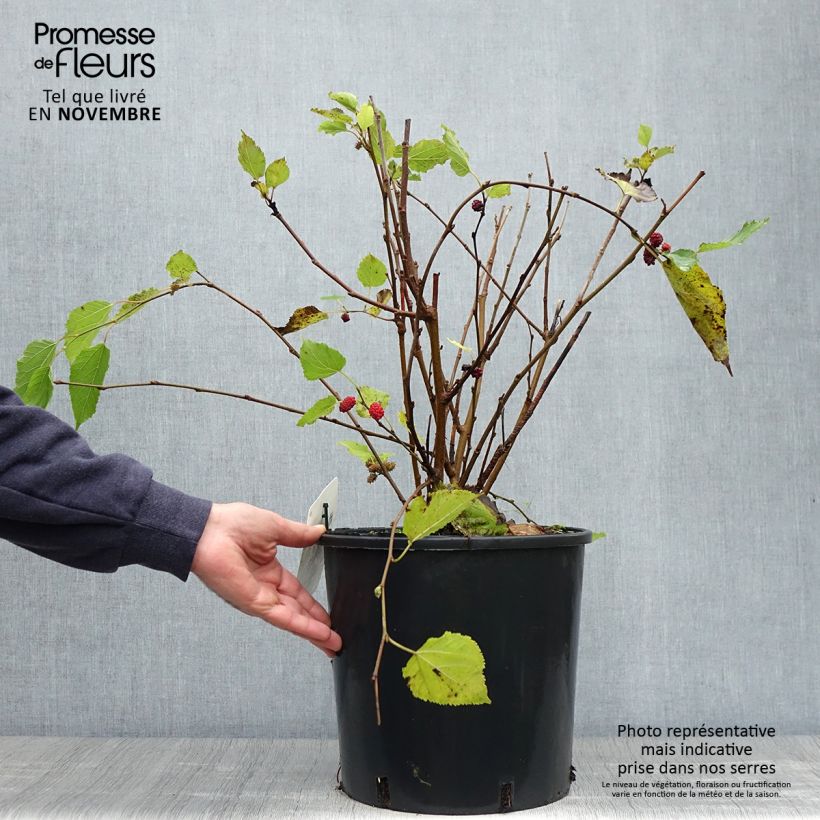 Esemplare di Morus rotundiloba Bonbonberry ‘Mojo Berry’ - Gelso Vaso da 12L/15L, Multifusto come consegnato in autunno