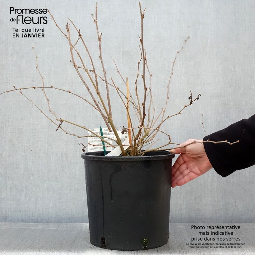 Morus rotundiloba Bonbonberry ‘Mojo Berry’ - Gelso Vaso da 12L/15L, Multifusto esemplare consegnato in inverno