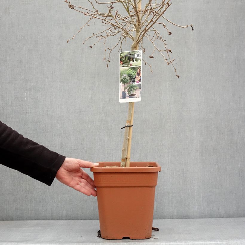 Morus rotundiloba Bonbonberry ‘Mojo Berry’ - Gelso Vaso da 7,5L/10L, Vaso impalcato basso esemplare consegnato in inverno