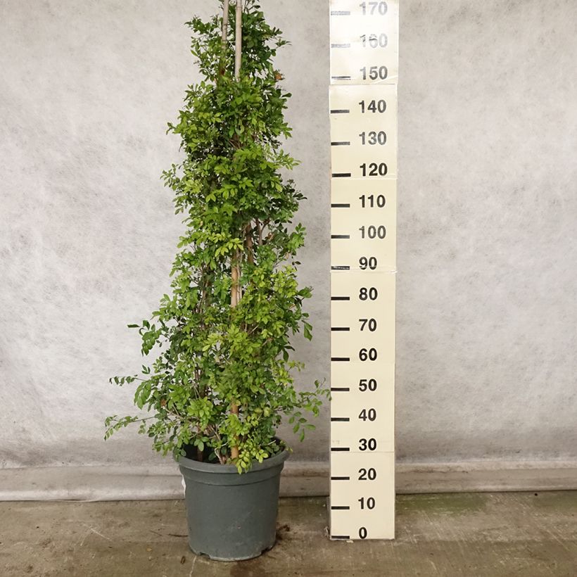 Esemplare di Murraya paniculata Vaso da 12L/15L come consegnato in autunno