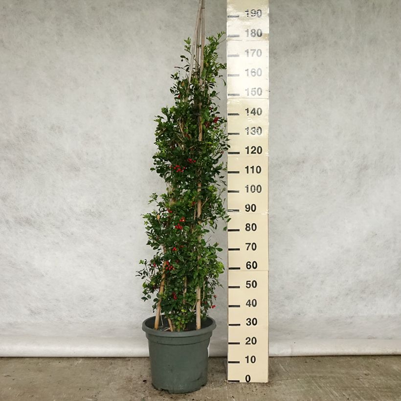 Murraya paniculata Vaso da 12L/15L esemplare consegnato in primavera