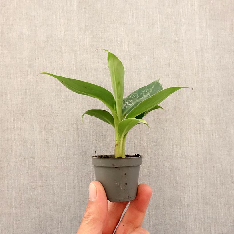 Musa acuminata - Banano Mini-plante esemplare consegnato in primavera