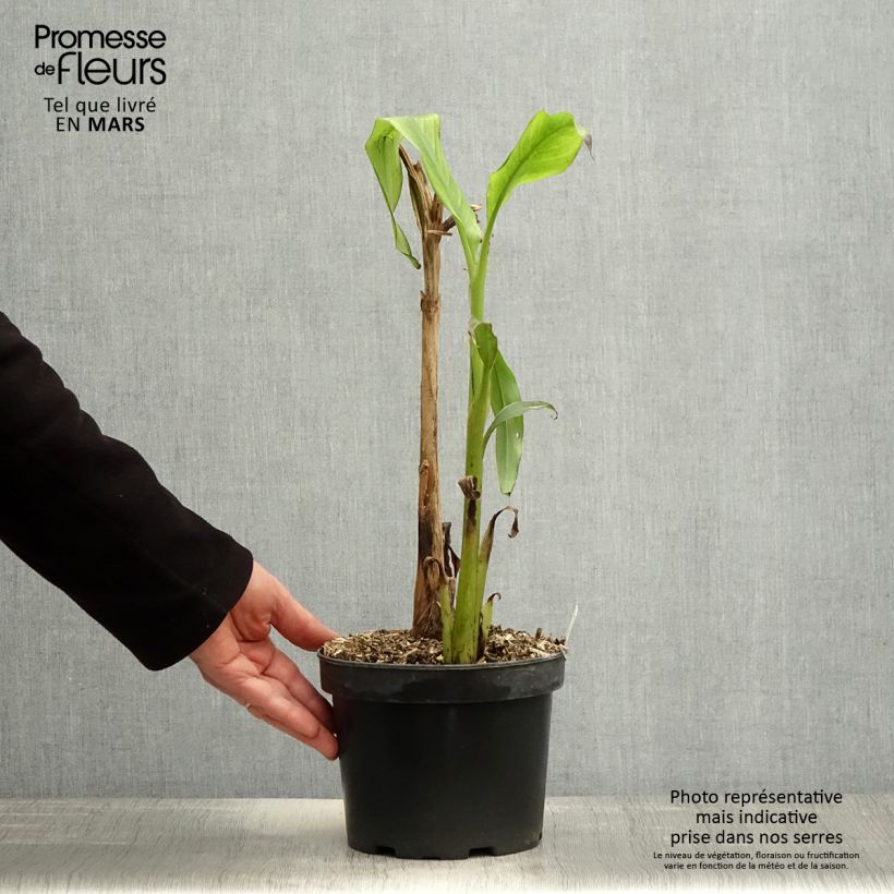 Musa basjoo Sakhalin - Banano giapponese Vaso da 3L/4L esemplare consegnato in primavera