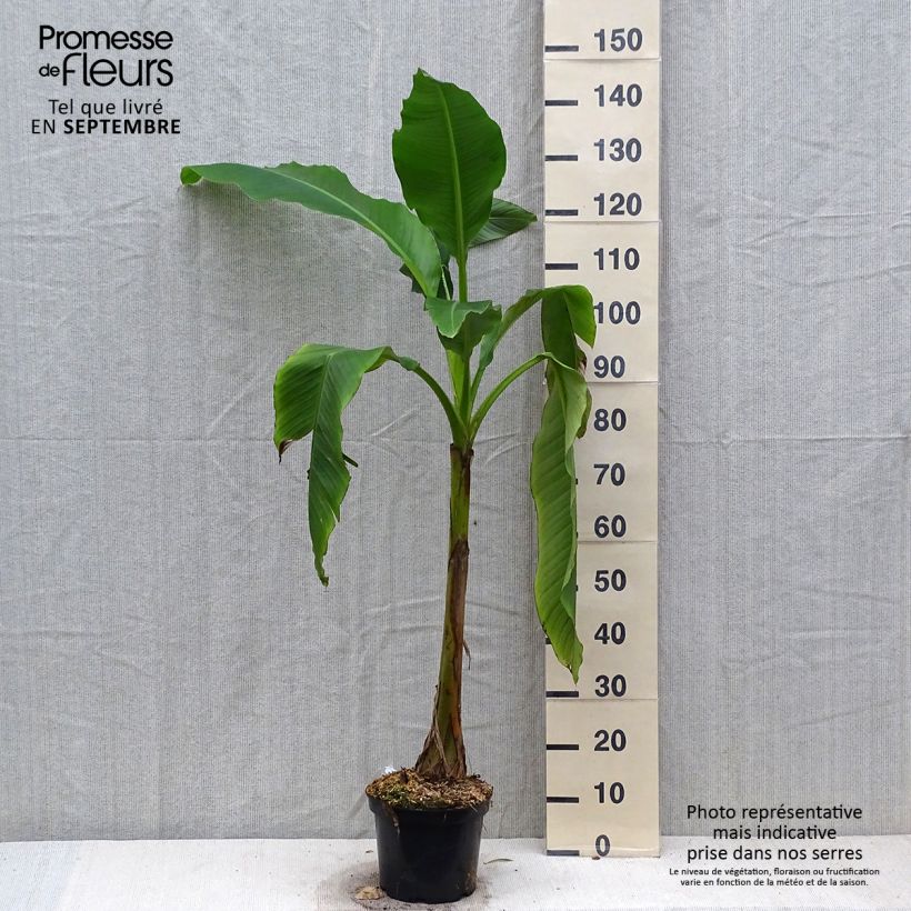 Esemplare di Musa basjoo Sakhalin - Banano giapponese Vaso da 4L/5L come consegnato in autunno