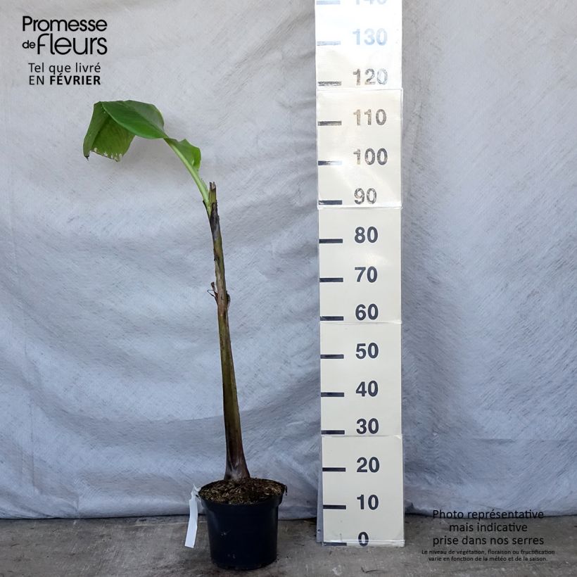 Musa basjoo Sakhalin - Banano giapponese Vaso da 4L/5L esemplare consegnato in inverno