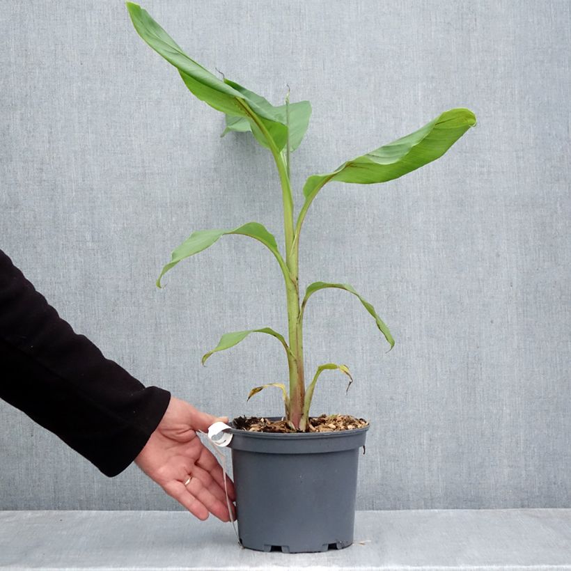 Esemplare di Musa Mekong Giant Vaso da 2L/3L come consegnato in autunno