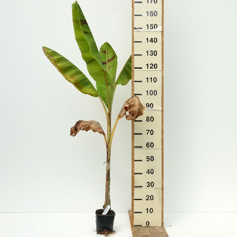 Esemplare di Musa sikkimensis Ever Red - Banano di Darjeeling Vaso da 1,5L/2L consegnato in estate