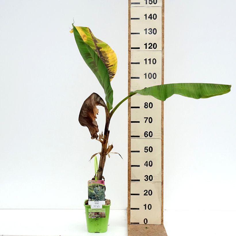 Esemplare di Musa sikkimensis Ever Red - Banano di Darjeeling Vaso da 4L/5L come consegnato in autunno