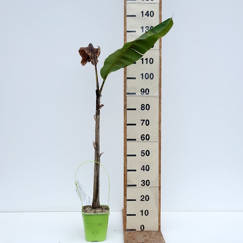 Musa sikkimensis Ever Red - Banano di Darjeeling Vaso da 4L/5L esemplare consegnato in inverno