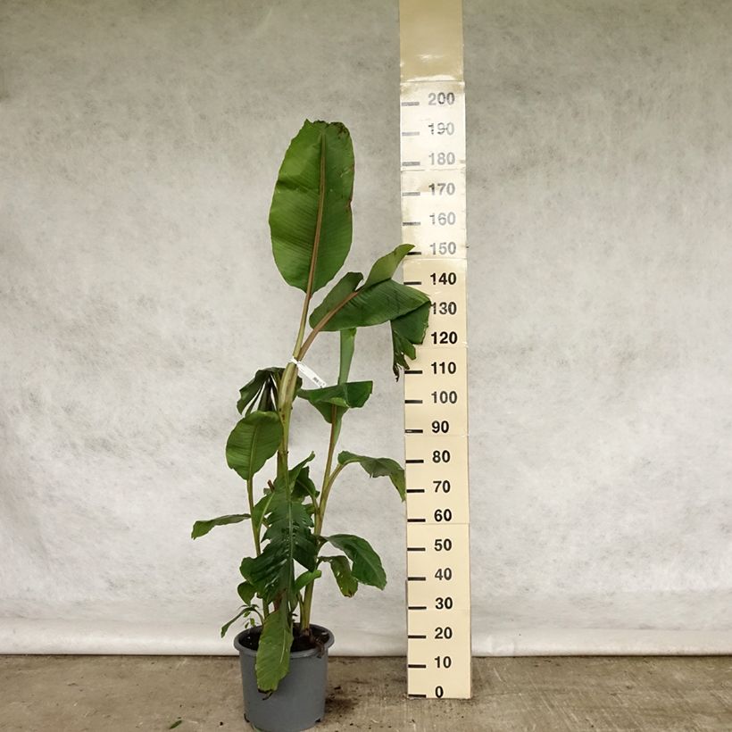 Musa velutina - Banano rosa Vaso da 12L/15L esemplare consegnato in primavera