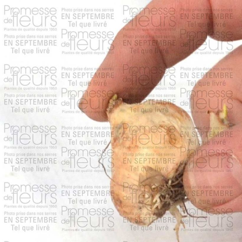 Esempio di esemplare Muscari armeniacum - Muscari dell'Armenia Bulbo taglia 9+ come consegnato