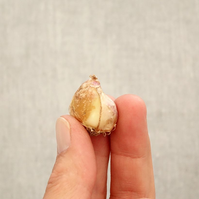 Esemplare di Muscari armeniacum Aqua Magic Bulbo taglia 7+ come consegnato in autunno