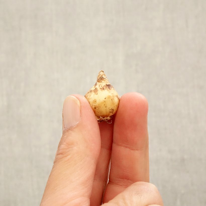 Esemplare di Muscari armeniacum - Muscari dell'Armenia Bulbo taglia 6+ come consegnato in autunno