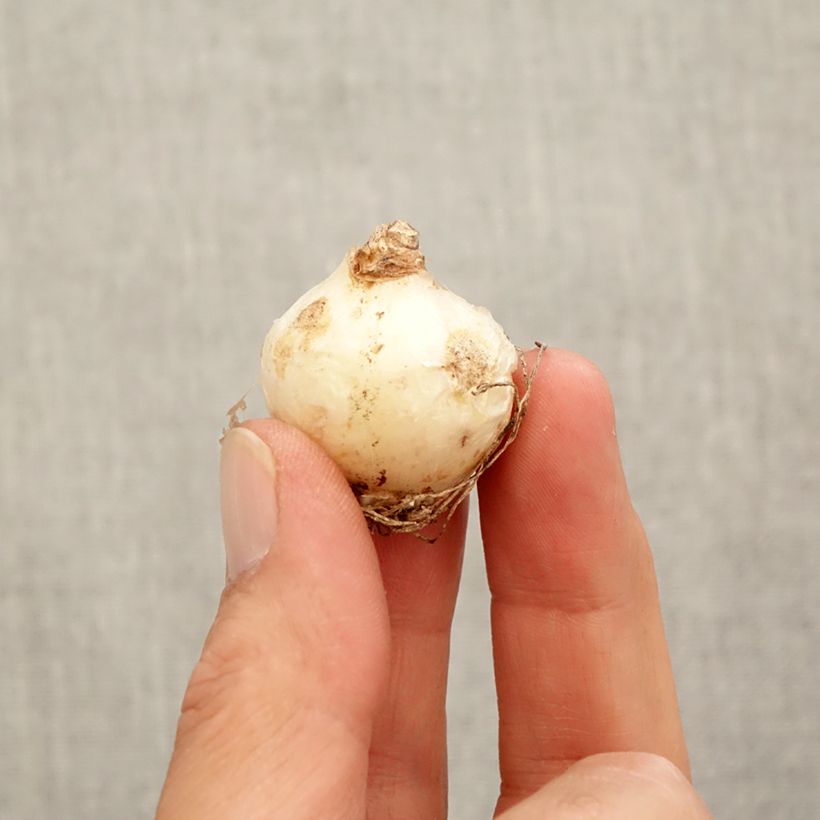 Esemplare di Muscari armeniacum - Muscari dell'Armenia Bulbo taglia 9+ come consegnato in autunno