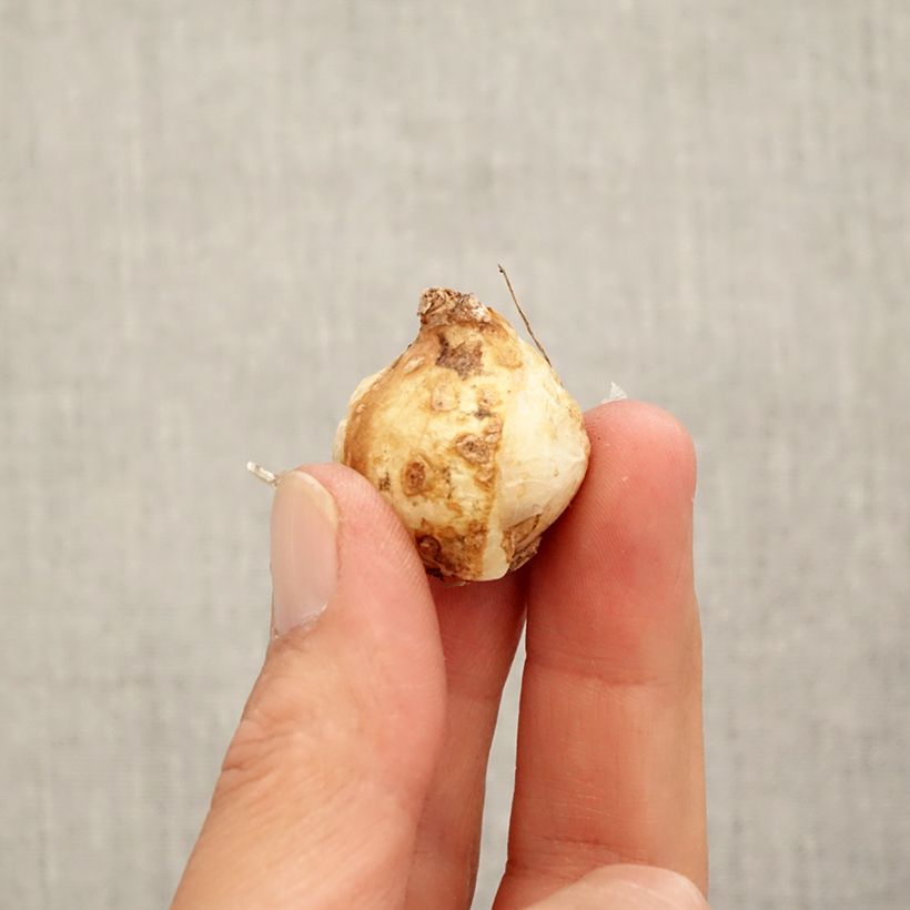 Esemplare di Muscari armeniacum Fantasy Creation Bulbo taglia 9+ come consegnato in autunno