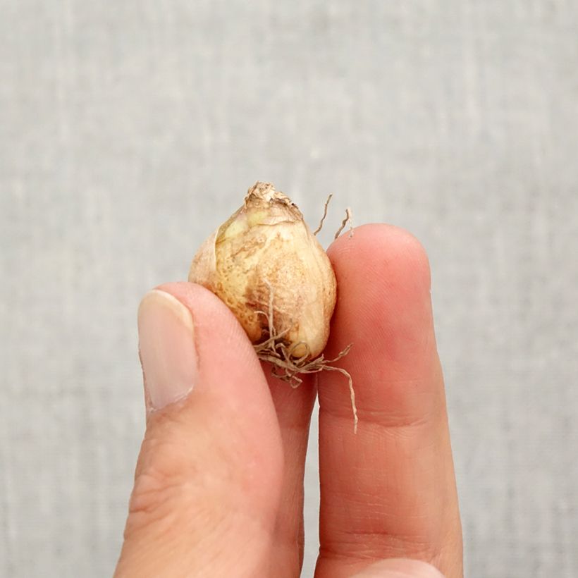 Esemplare di Muscari armeniacum Valerie Finnis Bulbo taglia 7+ come consegnato in autunno