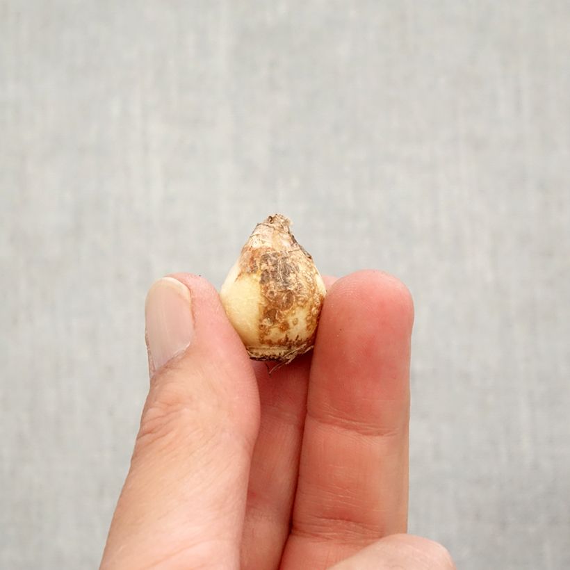 Esemplare di Muscari aucheri Early Magic Bulbo taglia 7+ come consegnato in autunno