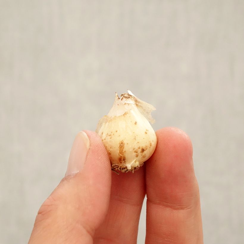 Esemplare di Muscari aucheri Ocean Magic Bulbo taglia 8/9 come consegnato in autunno