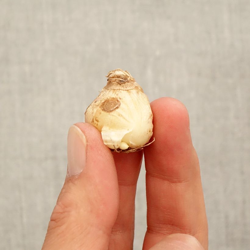 Esemplare di Muscari aucheri White Magic Bulbo taglia 7+ come consegnato in autunno