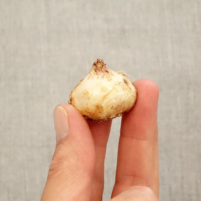 Esemplare di Muscari aucheri White Magic Bulbo taglia 9+ come consegnato in autunno