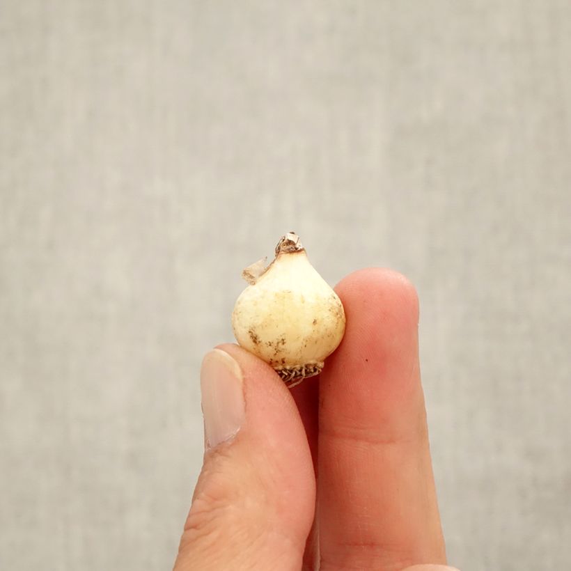 Esemplare di Muscari azureum Bulbo taglia 6+ come consegnato in autunno