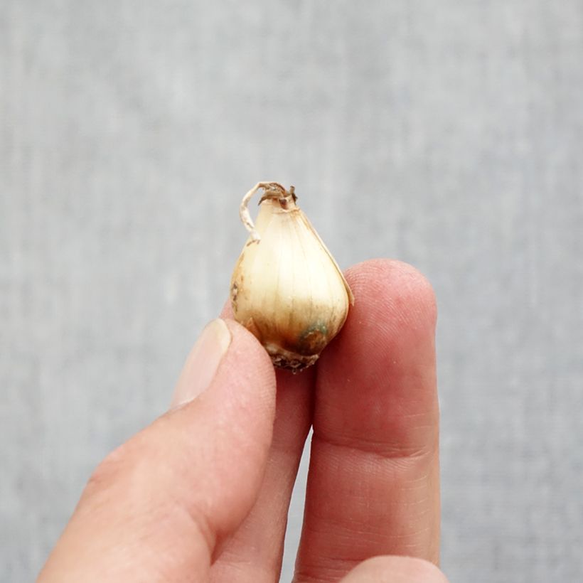 Esemplare di Muscari botryoides Bulbo taglia 5+ come consegnato in autunno