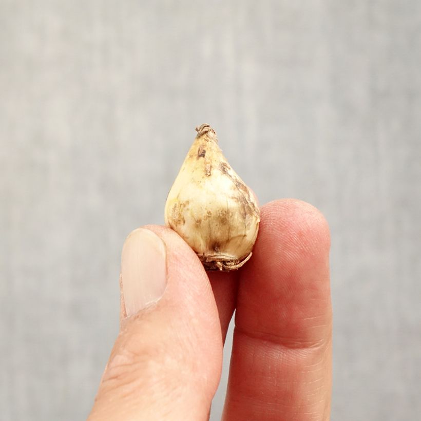 Esemplare di Muscari latifolium Grape Ice Bulbo taglia 5+ come consegnato in autunno