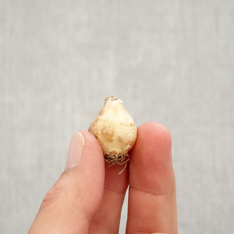 Esemplare di Muscari Joyce Spirit Bulbo taglia 7+ come consegnato in autunno