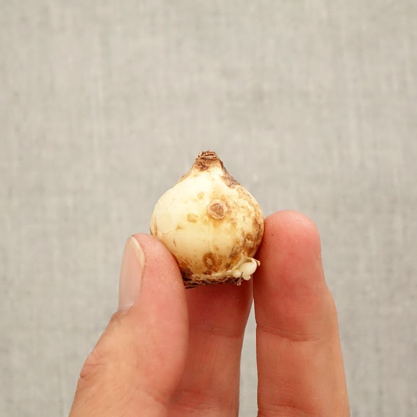 Esemplare di Muscari macrocarpum Golden fragrance Bulbo taglia 9+ come consegnato in autunno